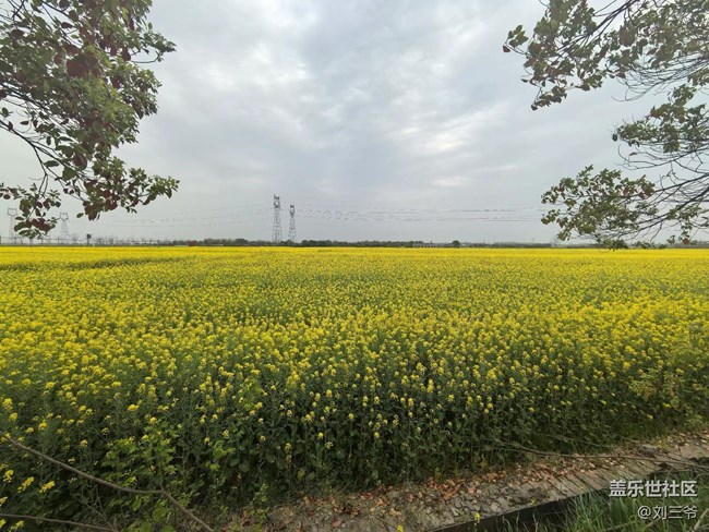 【春天的故事】油菜花海，邂逅春日