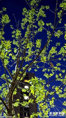 春之夜～藍調(diào)時光