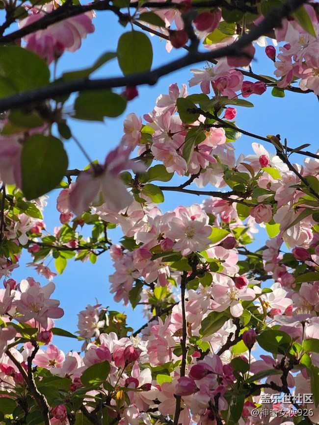 【拈花拾趣】天氣晴好花兒艷