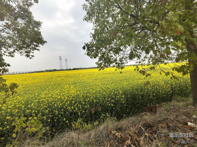 【春天的故事】油菜花海，邂逅春日