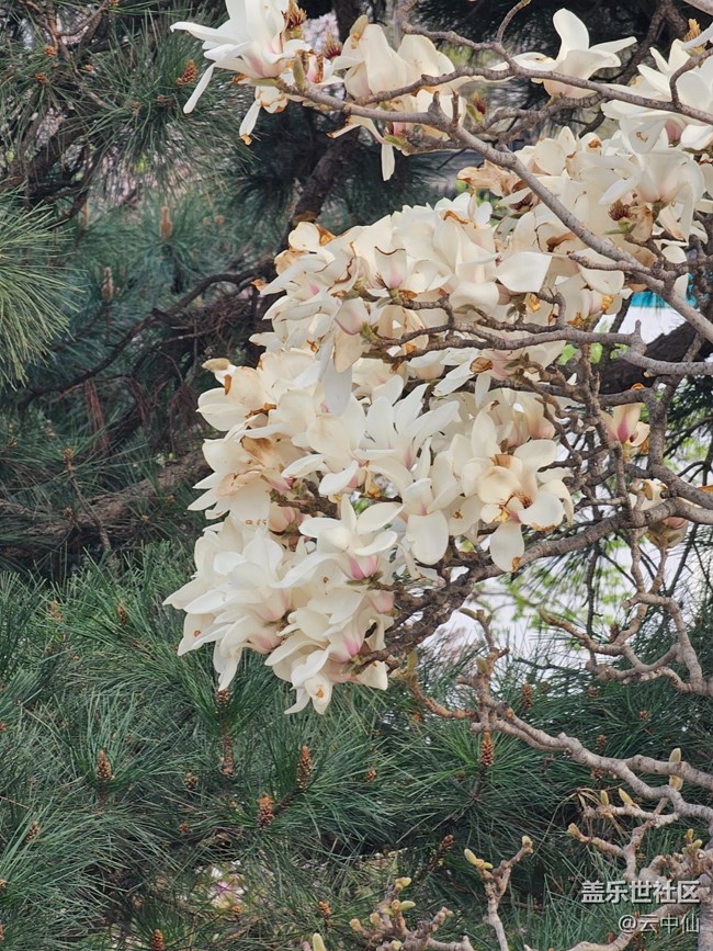 【拈花拾趣】玉蘭凋零