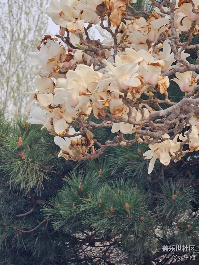 【拈花拾趣】玉蘭凋零