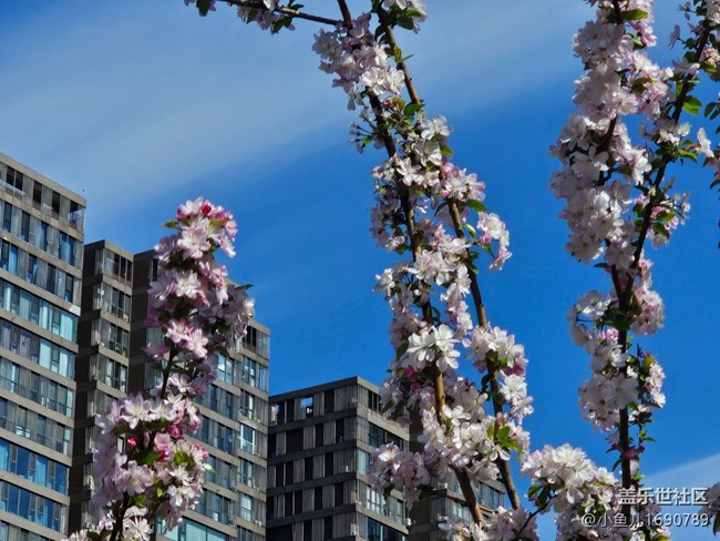 【拈花拾趣】花與建筑