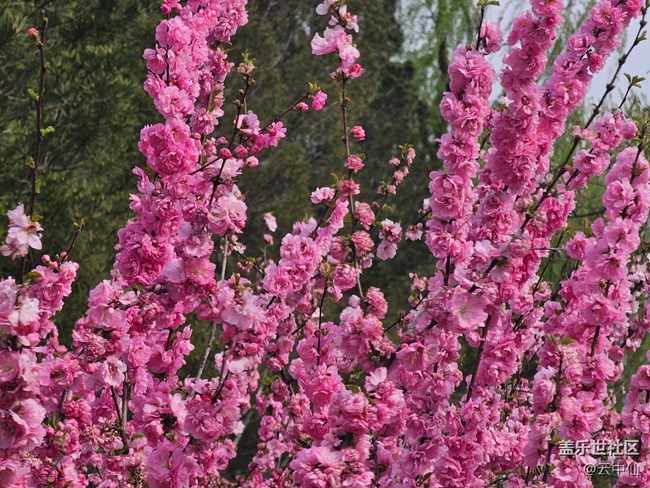 【拈花拾趣】桃之夭夭