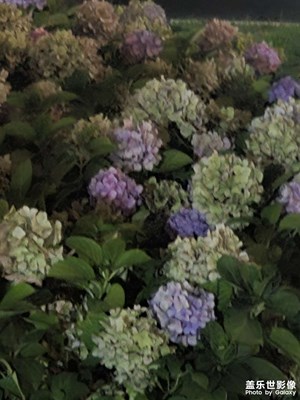 【春之夜】春天的夜真的好舒適