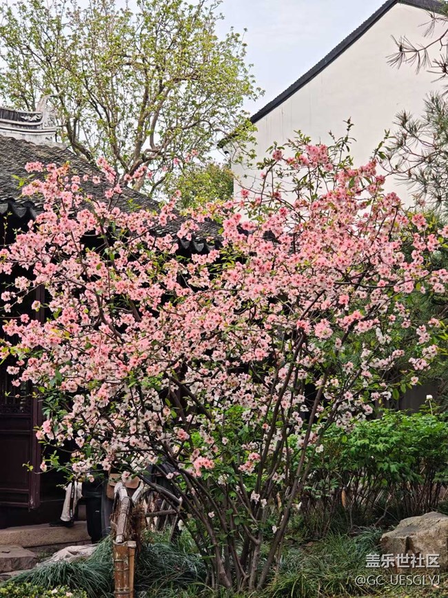 【春天的故事】春日花事，邂逅浪漫