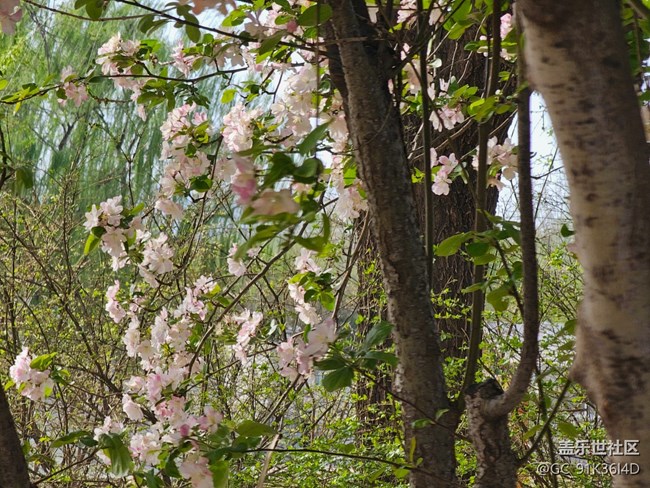 【拈花拾趣】碧葉花滿枝