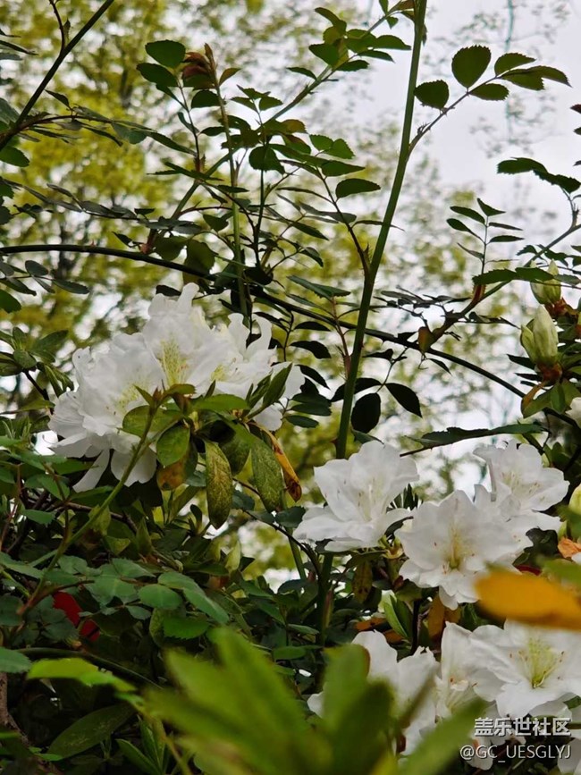 【春天的故事】春日花事，邂逅浪漫