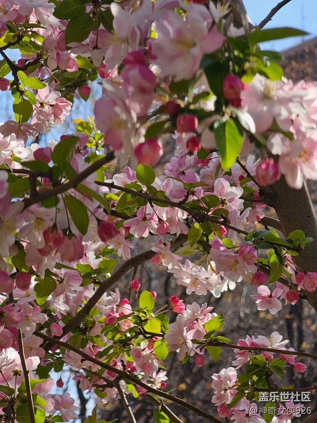 【拈花拾趣】天氣晴好花兒艷