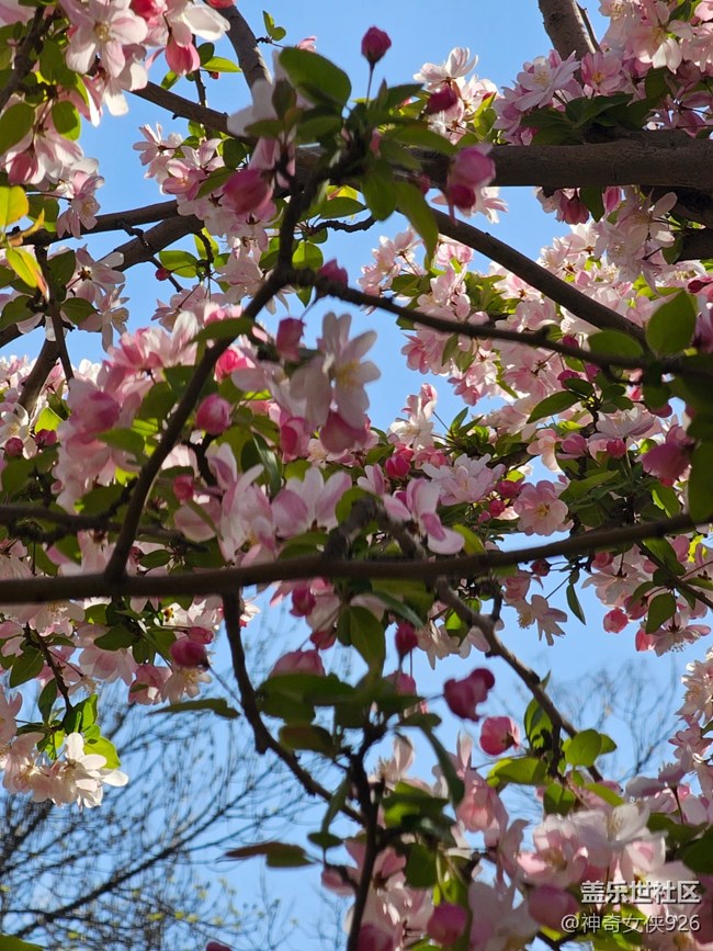 【拈花拾趣】天氣晴好花兒艷
