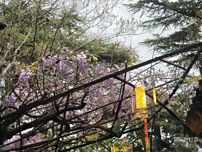 【春天的故事】春日花事，邂逅浪漫