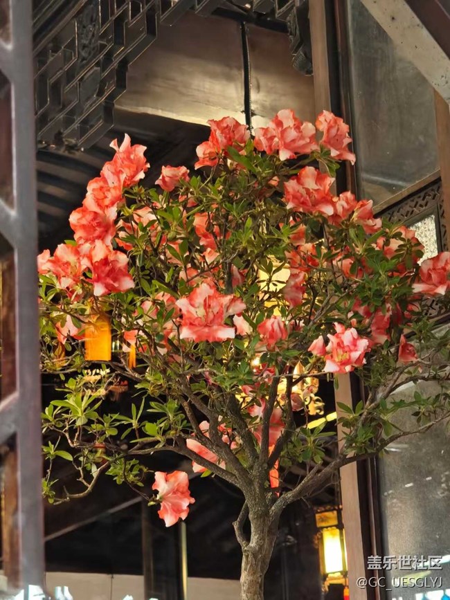 【春天的故事】春日花事，邂逅浪漫