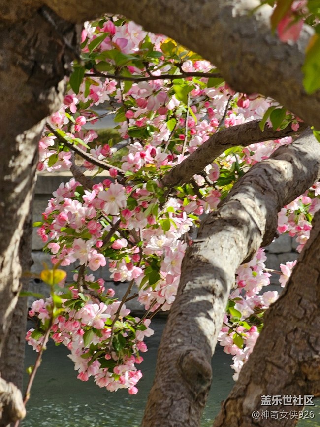【拈花拾趣】尋芳