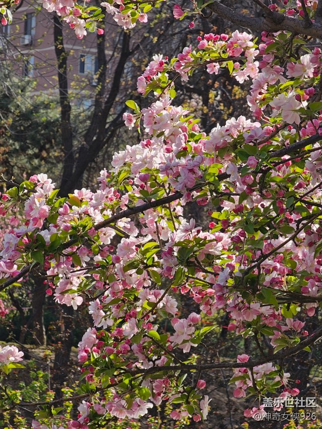 【拈花拾趣】尋芳