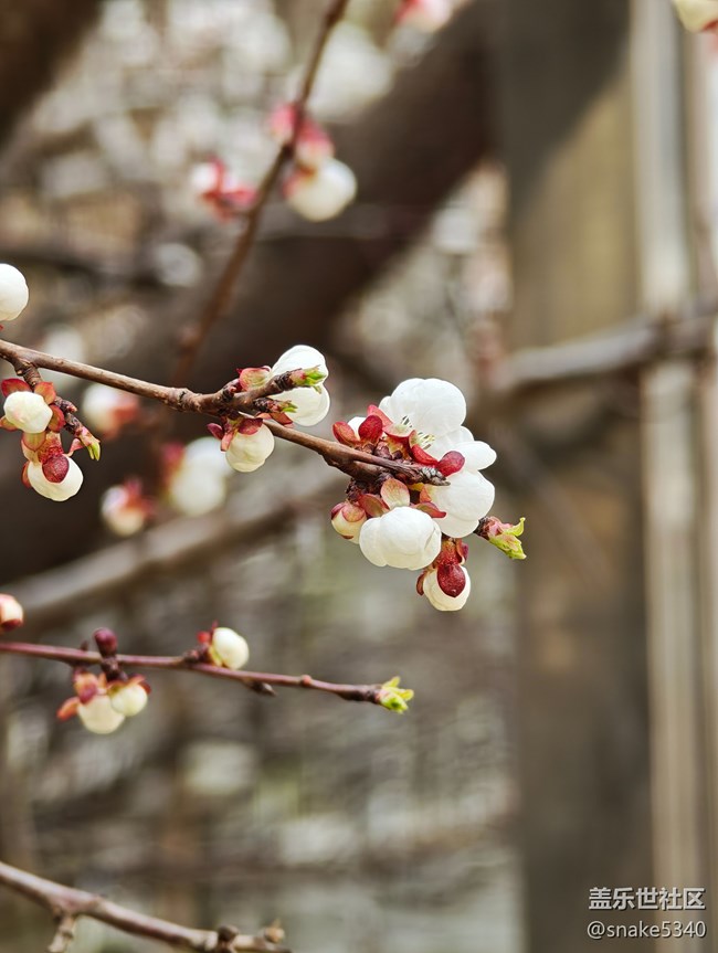 【春風(fēng)得意時(shí)】+ 樹(shù)上開(kāi)花