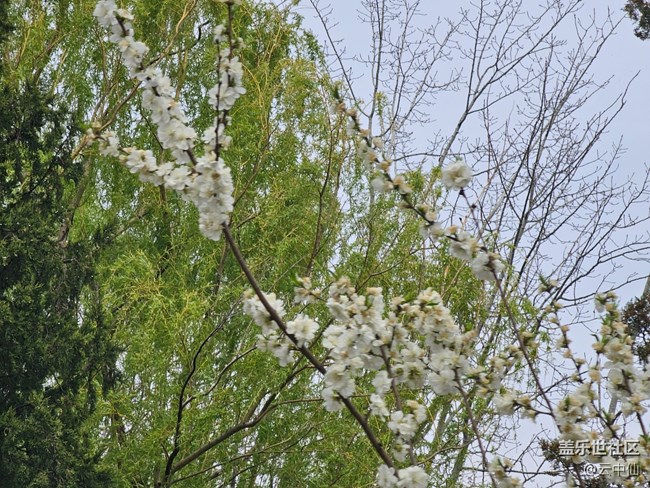 【拈花拾趣】俏麗