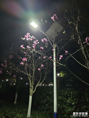 【春之夜】+花墻