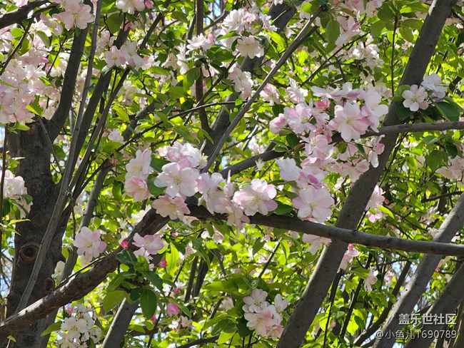 【拈花拾趣】尋春光