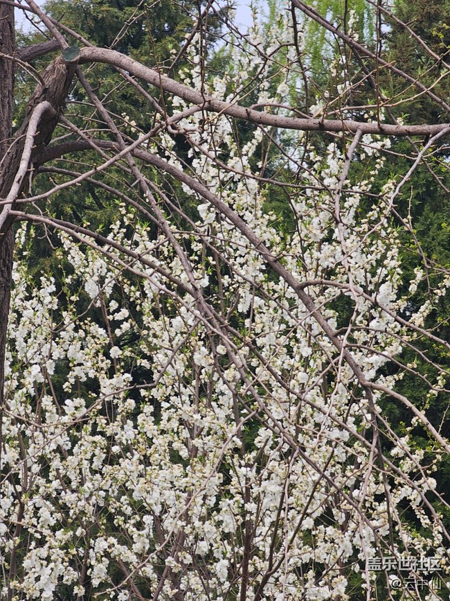 【拈花拾趣】俏麗