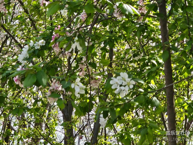 【拈花拾趣】林中點(diǎn)點(diǎn)白