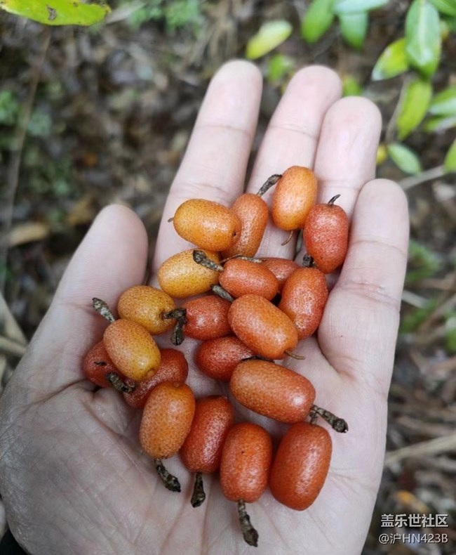 【春日盛景】摘野果