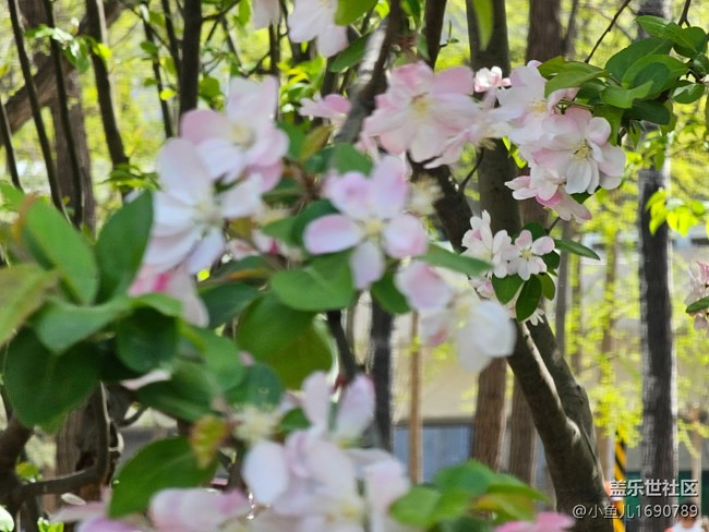 【拈花拾趣】春色使我看不清