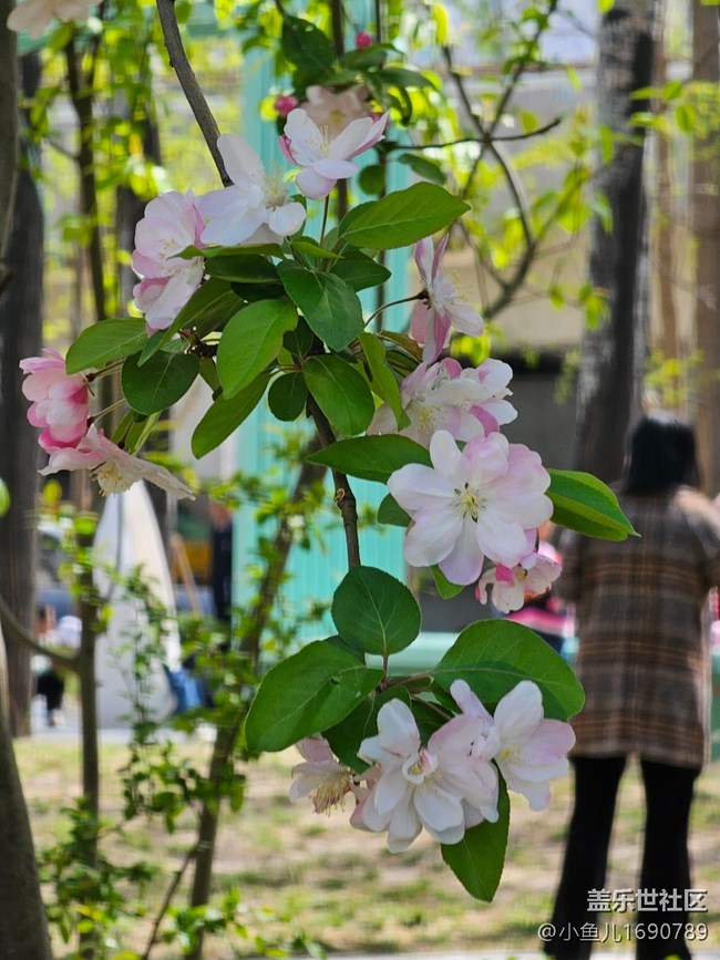 【拈花拾趣】春色使我看不清