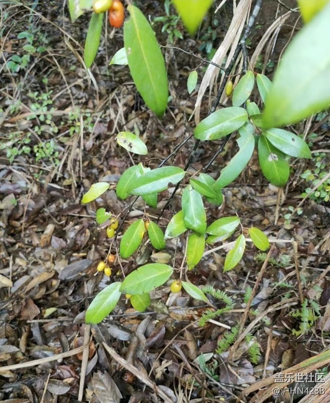【春日盛景】摘野果