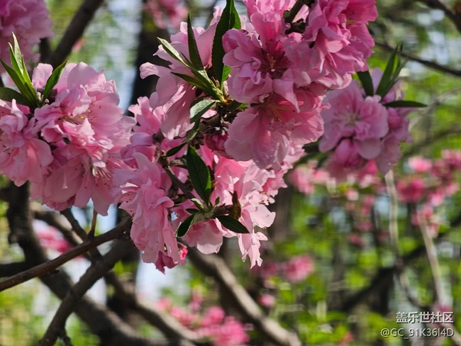 【拈花拾趣】春日麗人