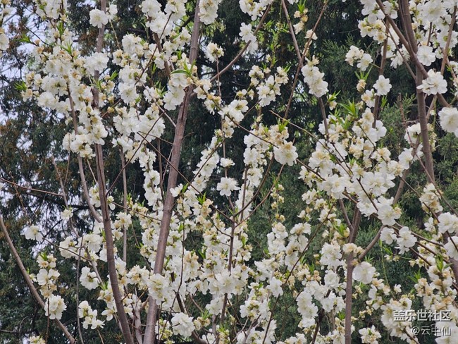 【拈花拾趣】俏麗