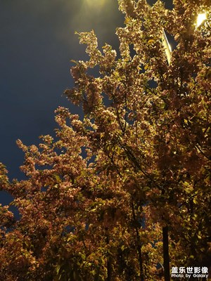 【春之夜】+朦朧夜色