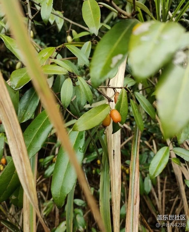 【春日盛景】摘野果