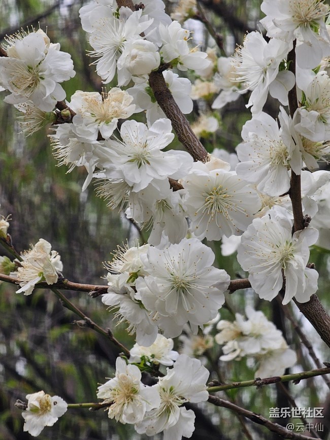 【拈花拾趣】白衣飄飄