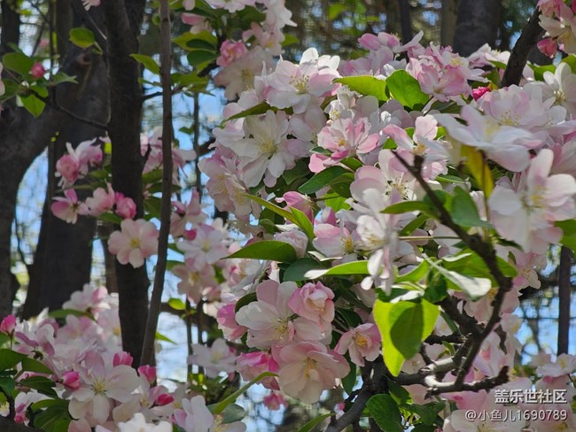 【拈花拾趣】春色使我看不清