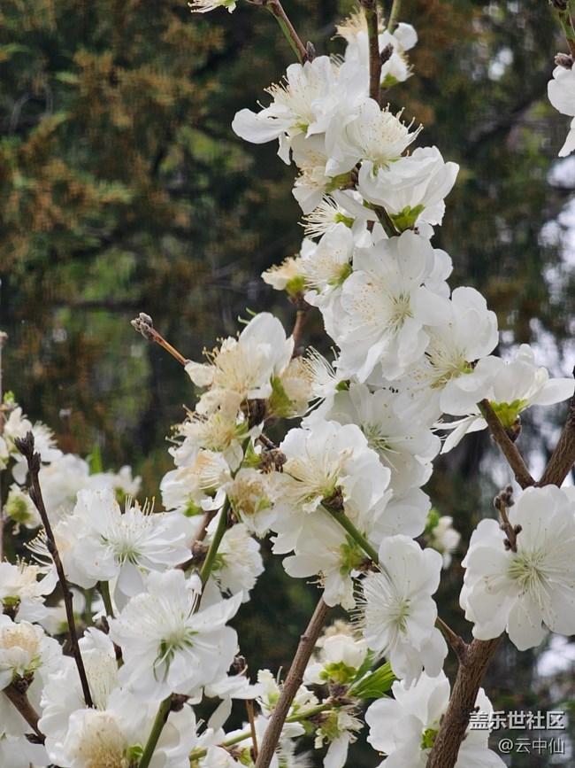 【拈花拾趣】白衣飄飄