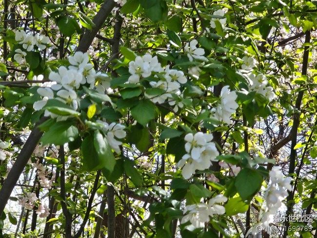 【拈花拾趣】林中點(diǎn)點(diǎn)白