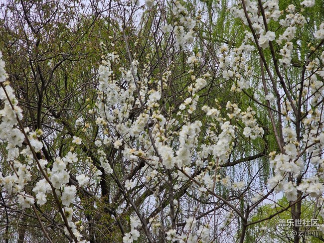 【拈花拾趣】俏麗