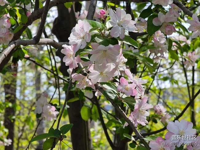 【拈花拾趣】尋春光