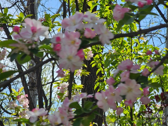 【拈花拾趣】春色使我看不清