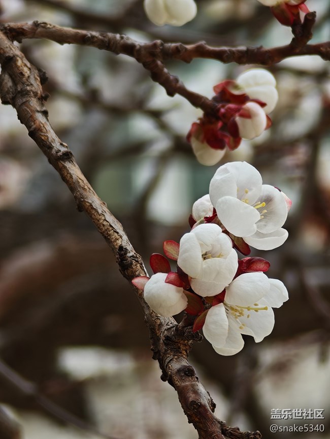 【春風(fēng)得意時(shí)】+ 樹(shù)上開(kāi)花