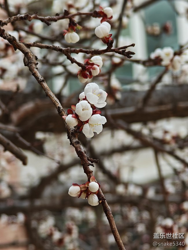 【春風(fēng)得意時(shí)】+ 樹(shù)上開(kāi)花