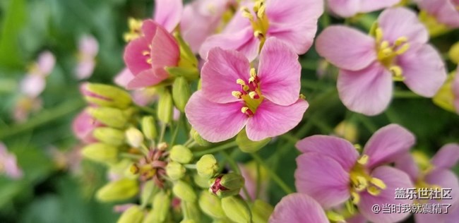 春天花兒都開了，去賞花吧~