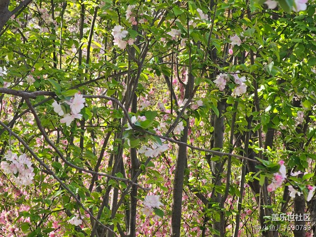 【拈花拾趣】尋春光