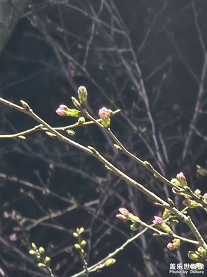 【春之夜】+夜晚的花苞