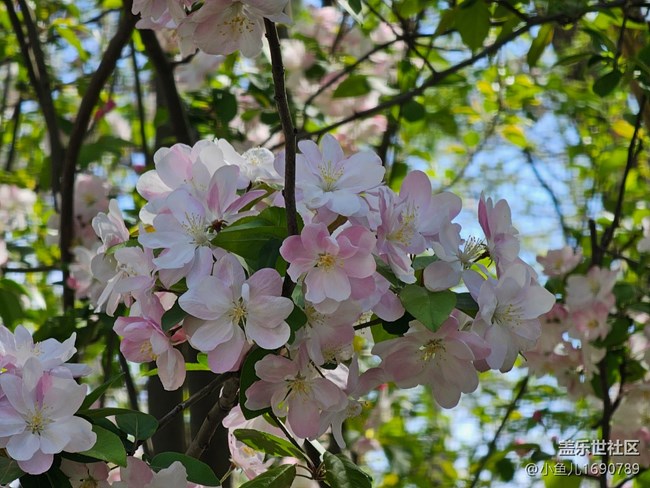 【拈花拾趣】尋春光