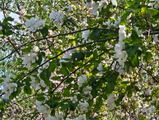 【拈花拾趣】林中點(diǎn)點(diǎn)白