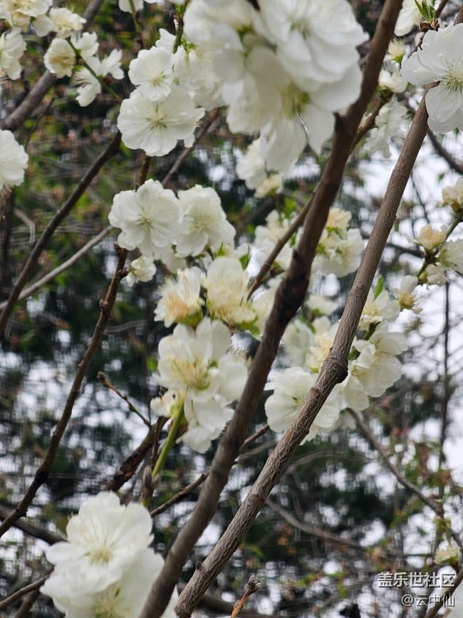 【拈花拾趣】白衣飄飄