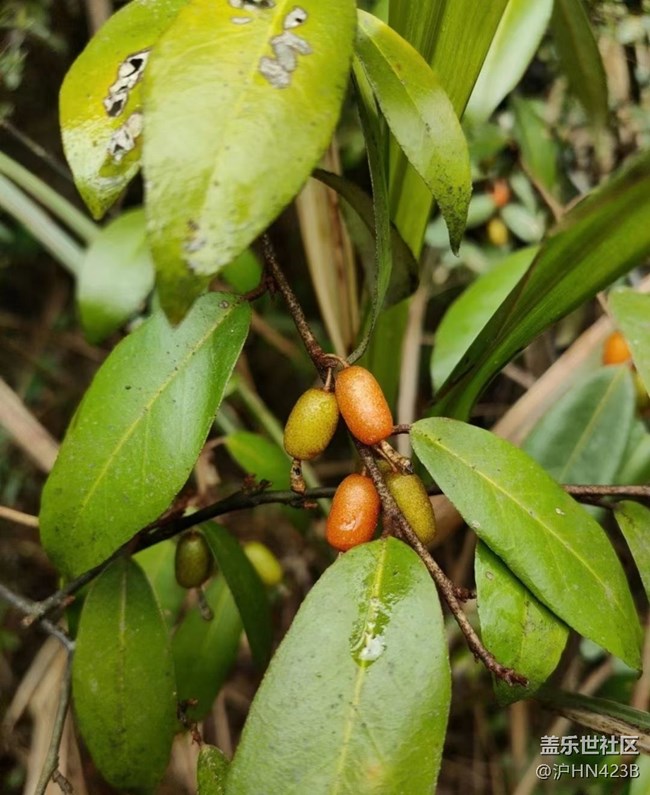 【春日盛景】摘野果