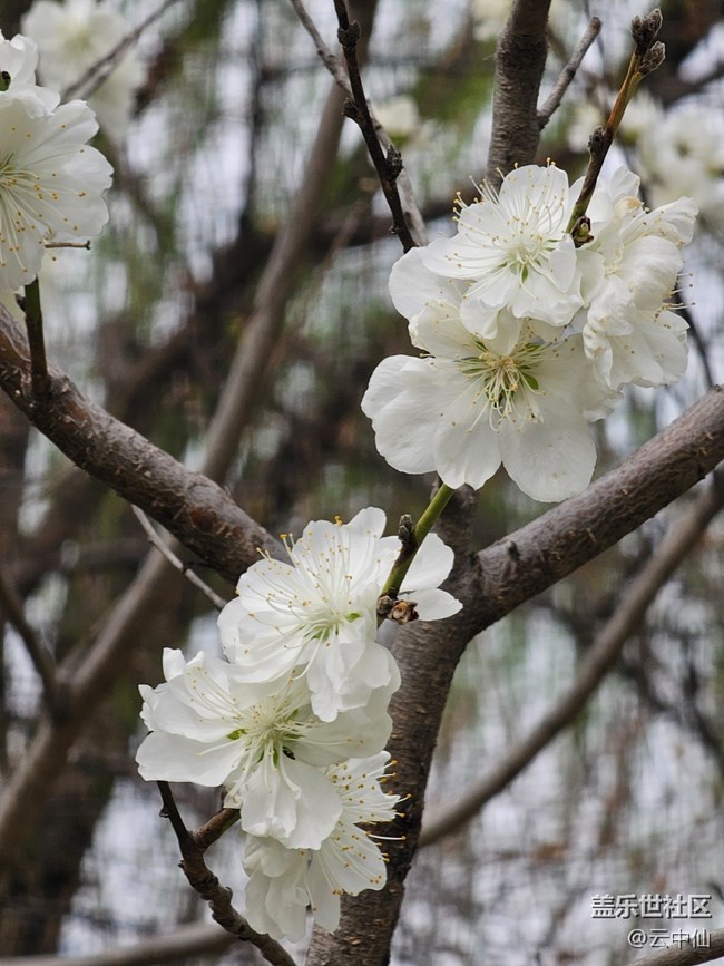 【拈花拾趣】白衣飄飄