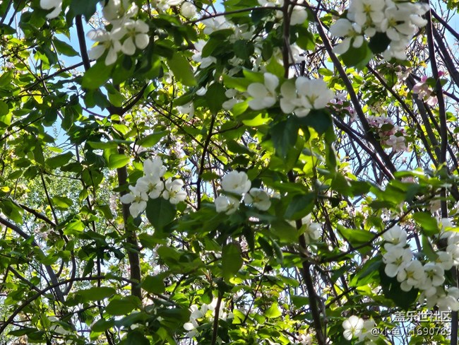 【拈花拾趣】林中點(diǎn)點(diǎn)白